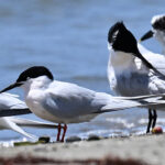 Roseate Tern (image by Eustace Barnes)