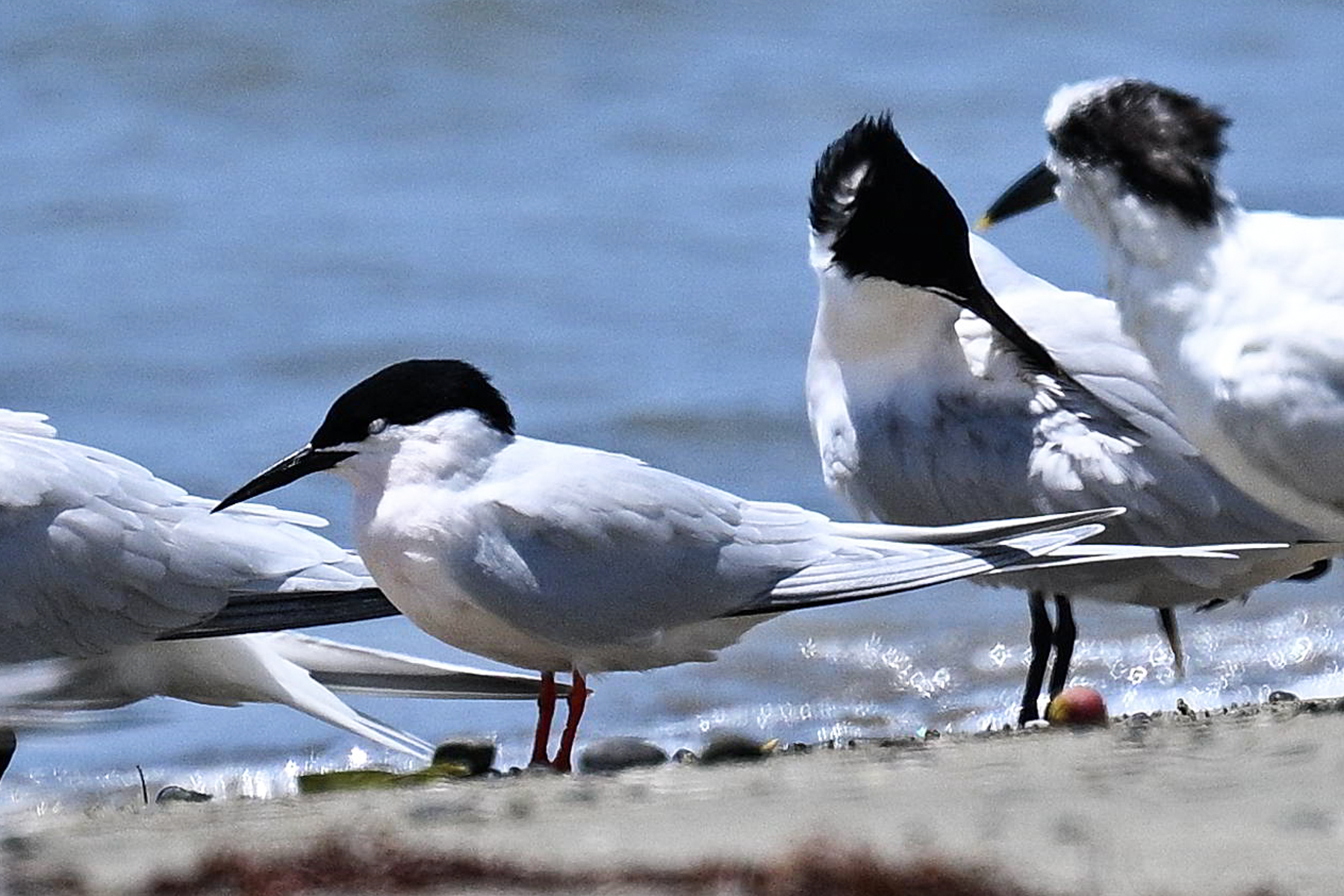 Roseate Tern (image by Eustace Barnes)