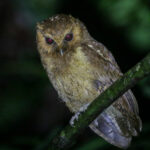 Rufescent Screeh Owl (image by Trevor Ellery)
