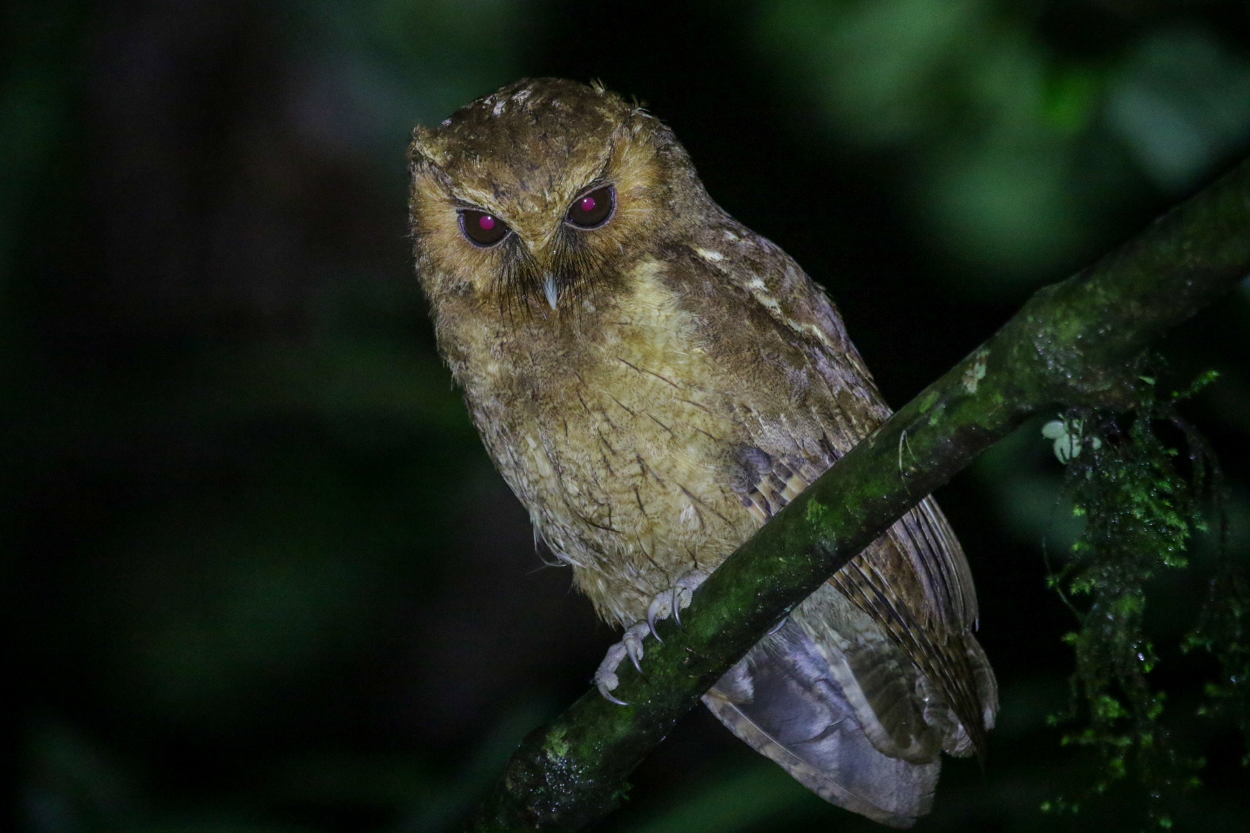 Rufescent Screeh Owl (image by Trevor Ellery)