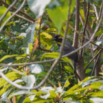 Rufous-cheeked Laughingthrush (image by Dáni Balla)
