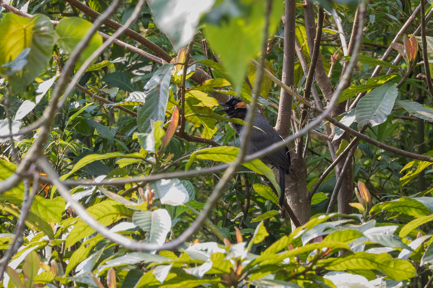 Rufous-cheeked Laughingthrush (image by Dáni Balla)