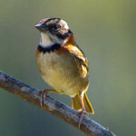 Rufous-collared Sparrow (image by Eustace Barnes)
