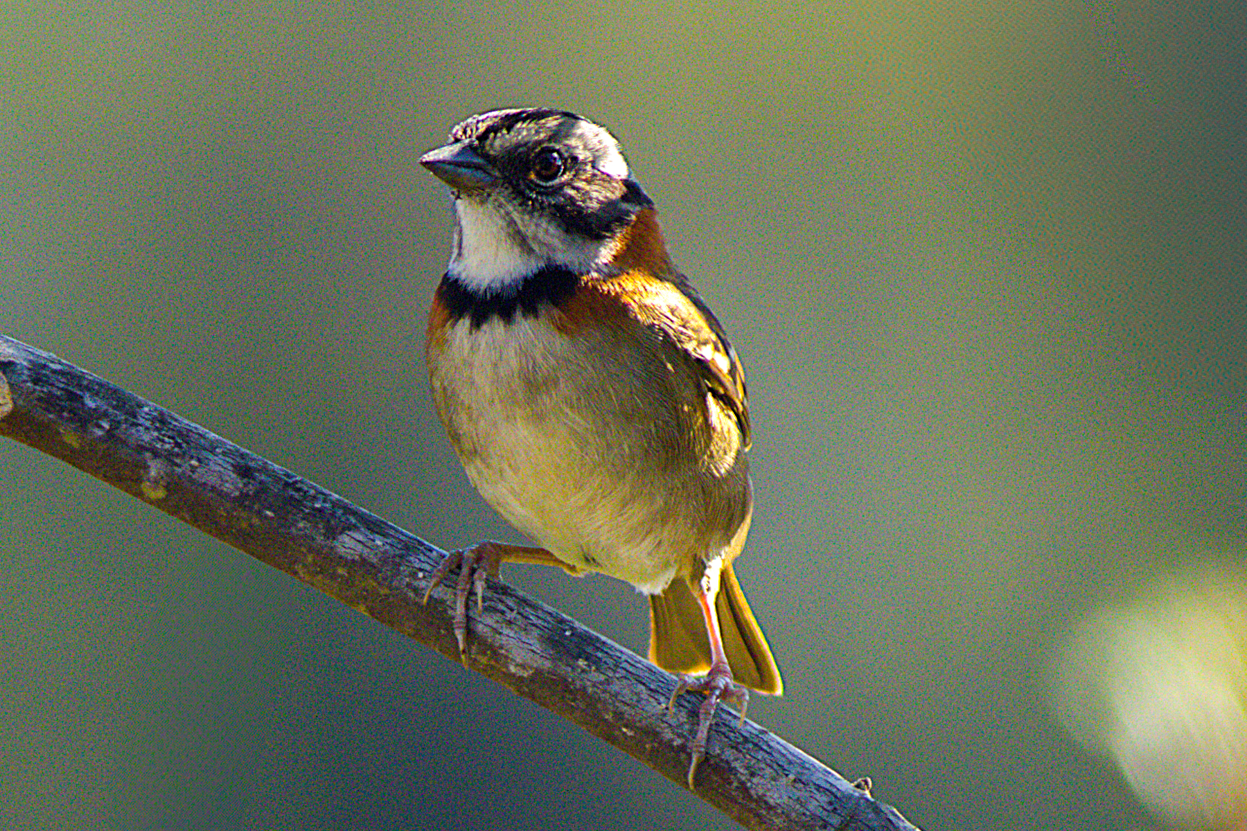 Rufous-collared Sparrow (image by Eustace Barnes)