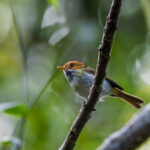 Rufous-faced Warbler (image by Dáni Balla)