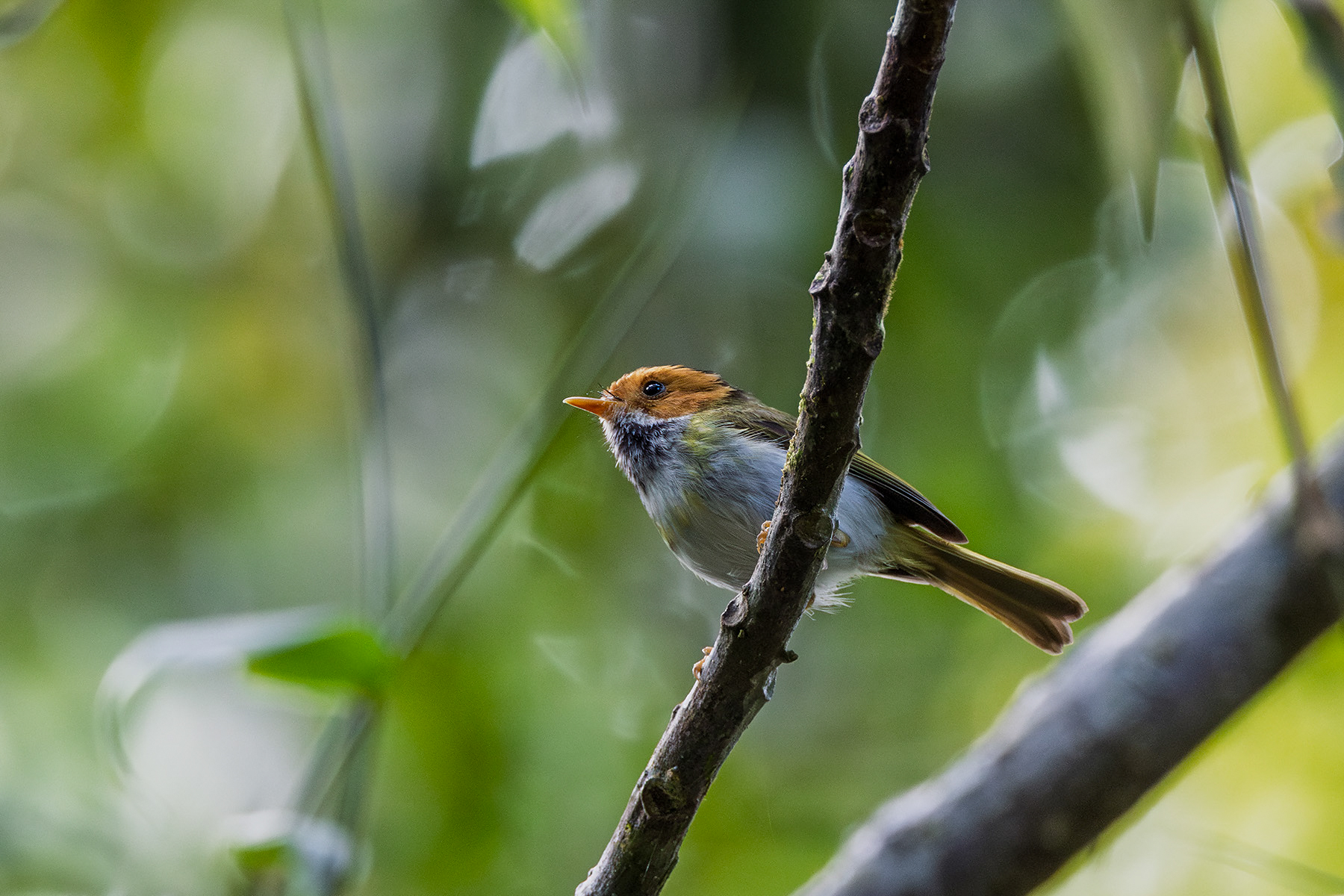 Rufous-faced Warbler (image by Dáni Balla)