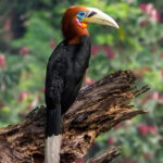 Rufous-necked Hornbill (image by Dave Farrow)