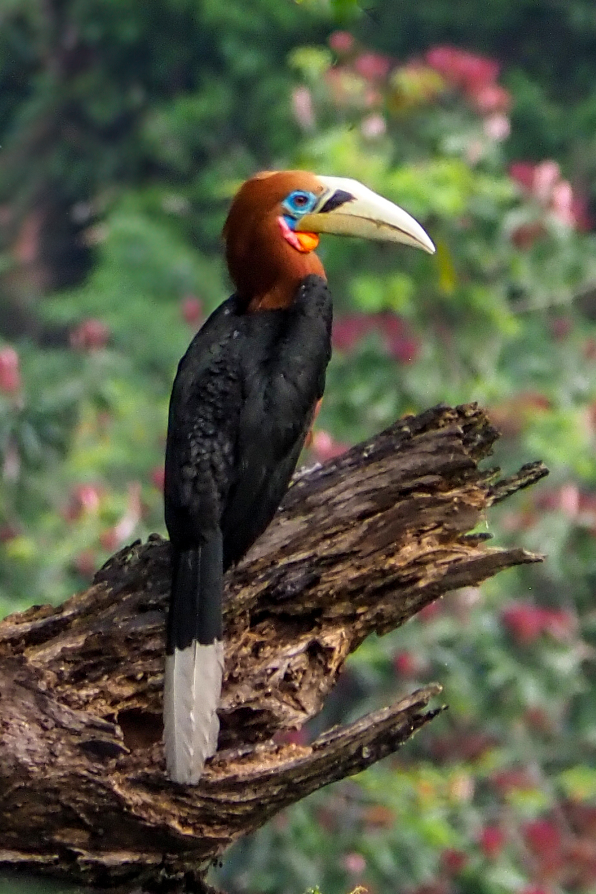 Rufous-necked Hornbill (image by Dave Farrow)