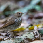 Rufous-tailed Robin (image by Dáni Balla)