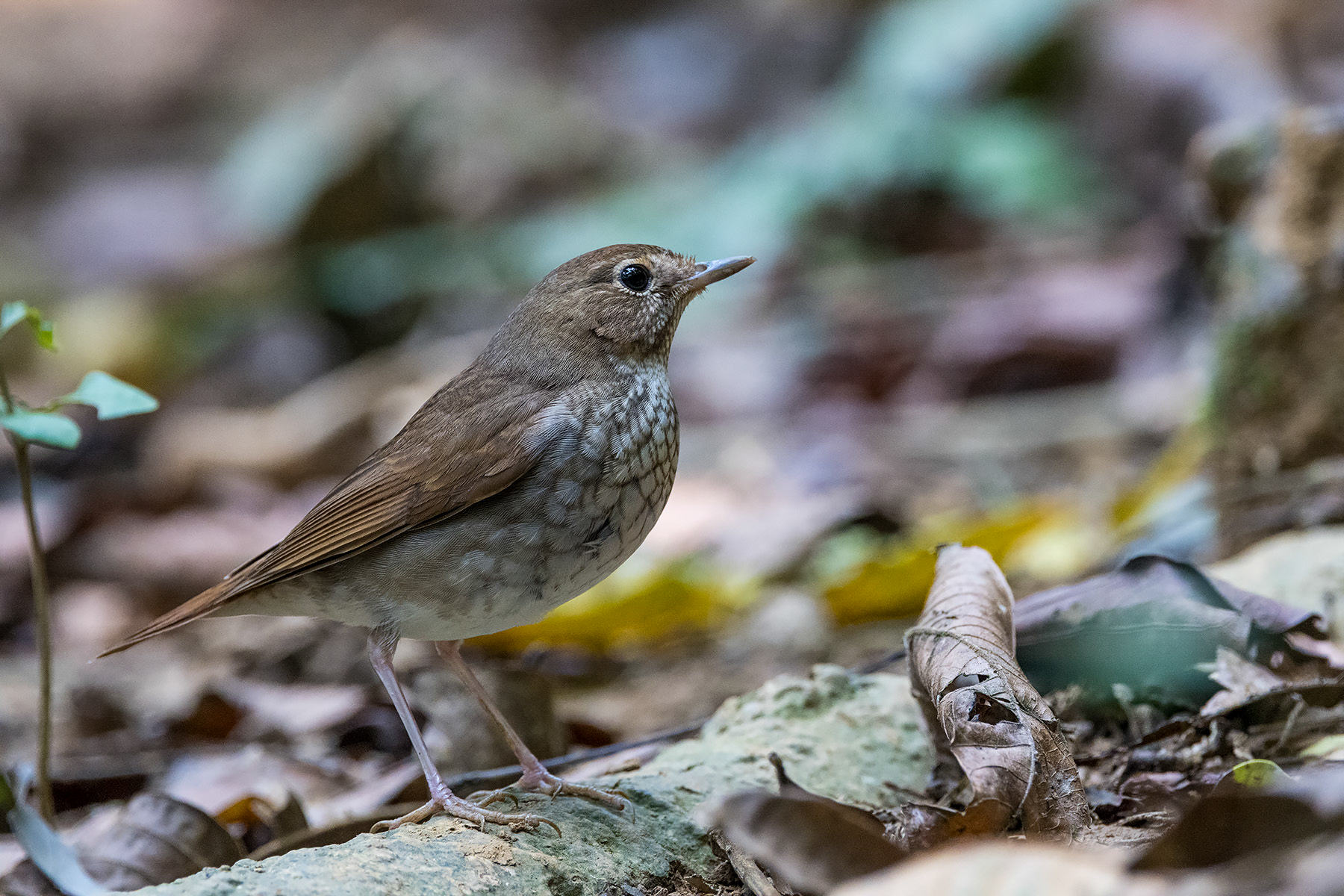Rufous-tailed Robin (image by Dáni Balla)