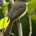 Sad Flycatcher (image by Eustace Barnes)