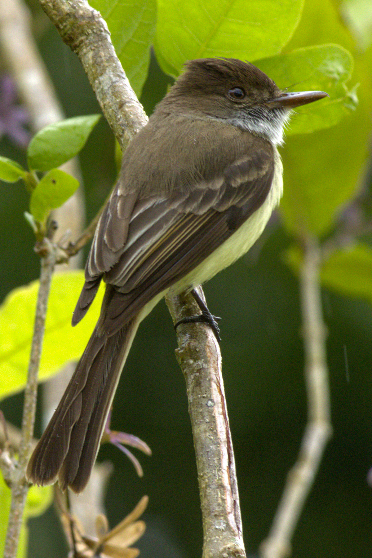 Sad Flycatcher (image by Eustace Barnes)