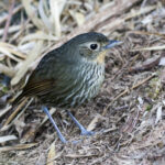Santa Marta Antpitta (image by Trevor Ellery)