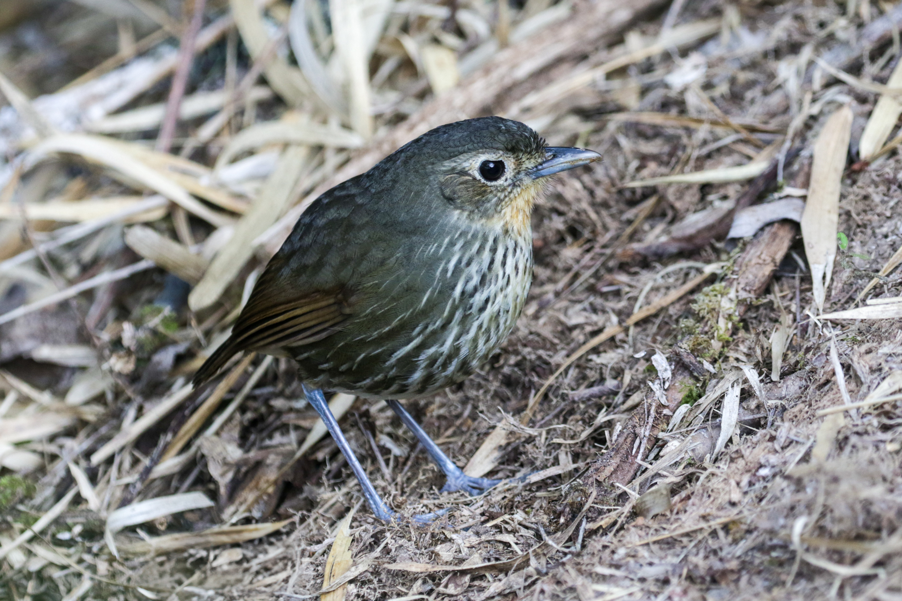 Santa Marta Antpitta (image by Trevor Ellery)