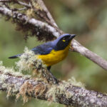 Santa Marta Mountain Tanager (image by Trevor Ellery)