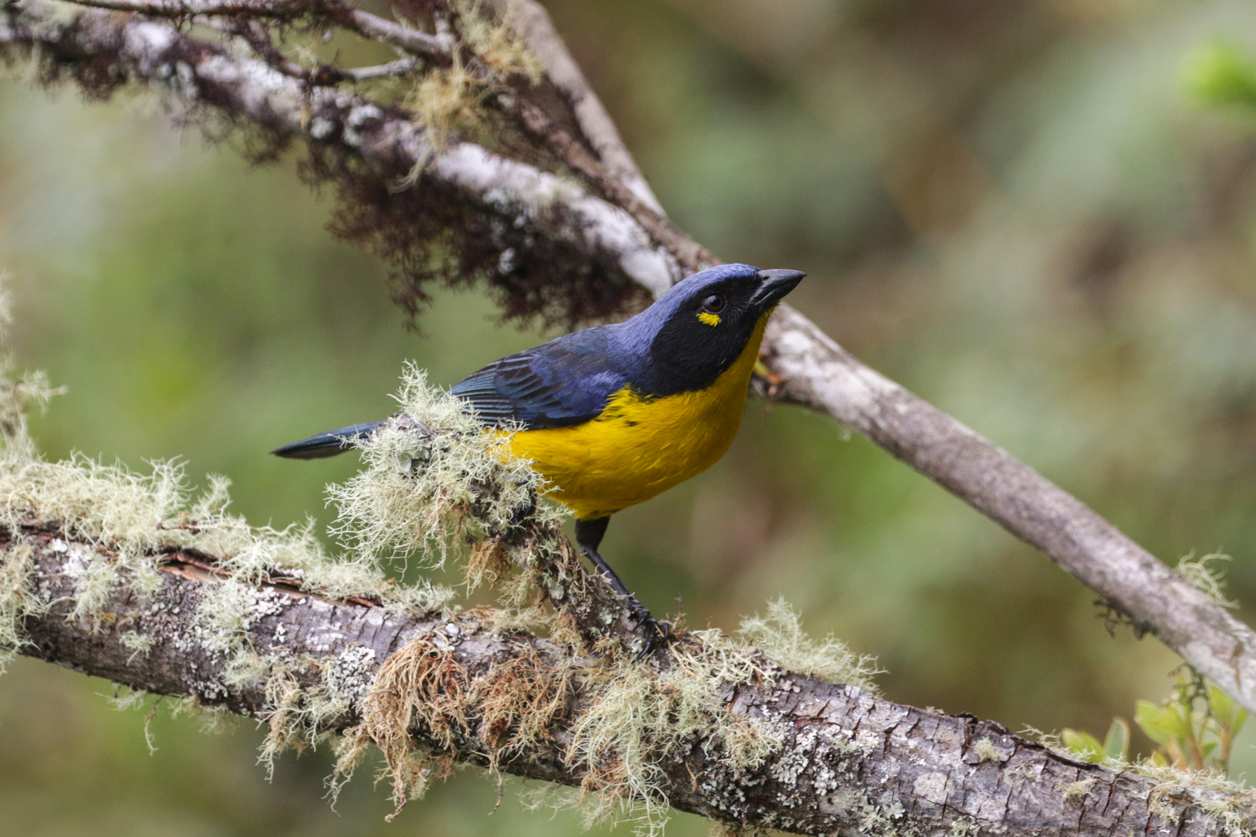 Santa Marta Mountain Tanager (image by Trevor Ellery)