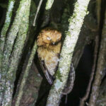Santa Marta Screech Owl (image by Trevor Ellery)