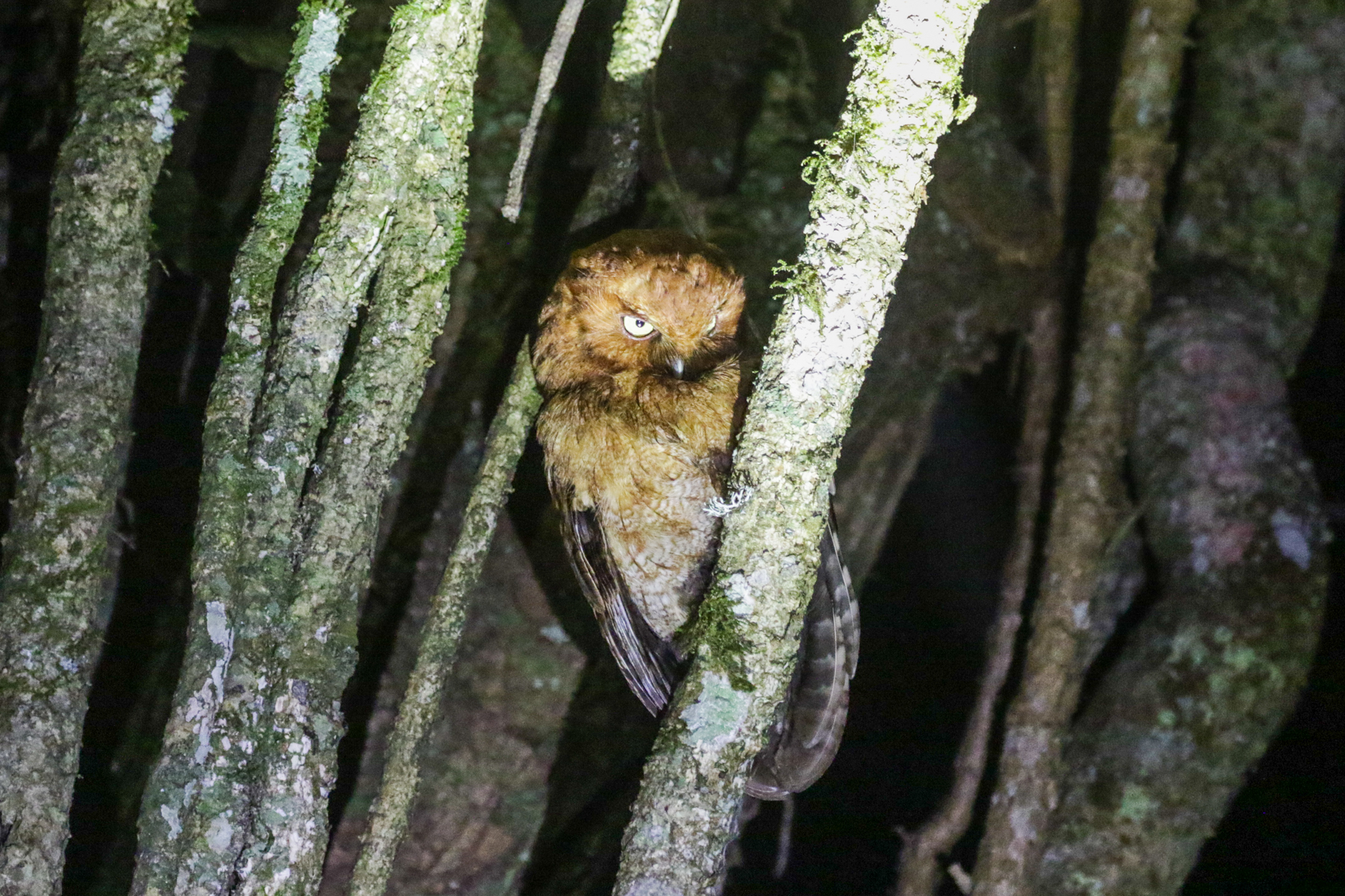 Santa Marta Screech Owl (image by Trevor Ellery)