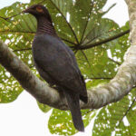 Scaly-naped Pigeon (image by Eustace Barnes)