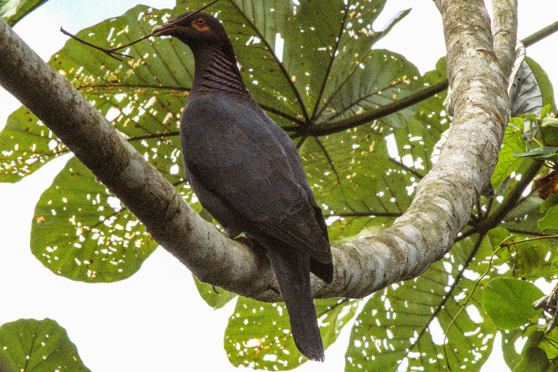 Scaly-naped Pigeon (image by Eustace Barnes)