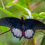 Scarlet Mormon (image by Craig Robson)