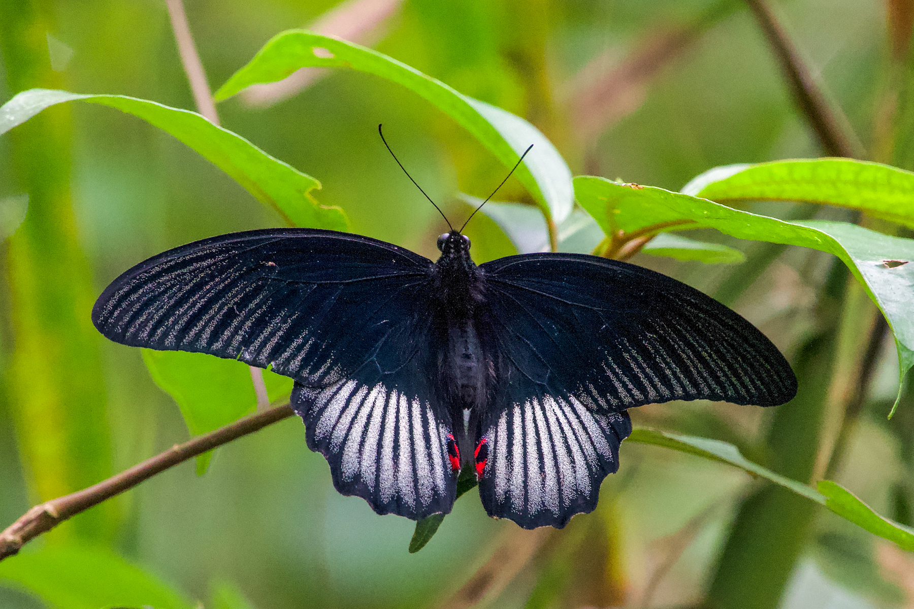 Scarlet Mormon (image by Craig Robson)