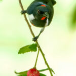 Scarlet-collared Flowerpecker (image by Craig Robson)