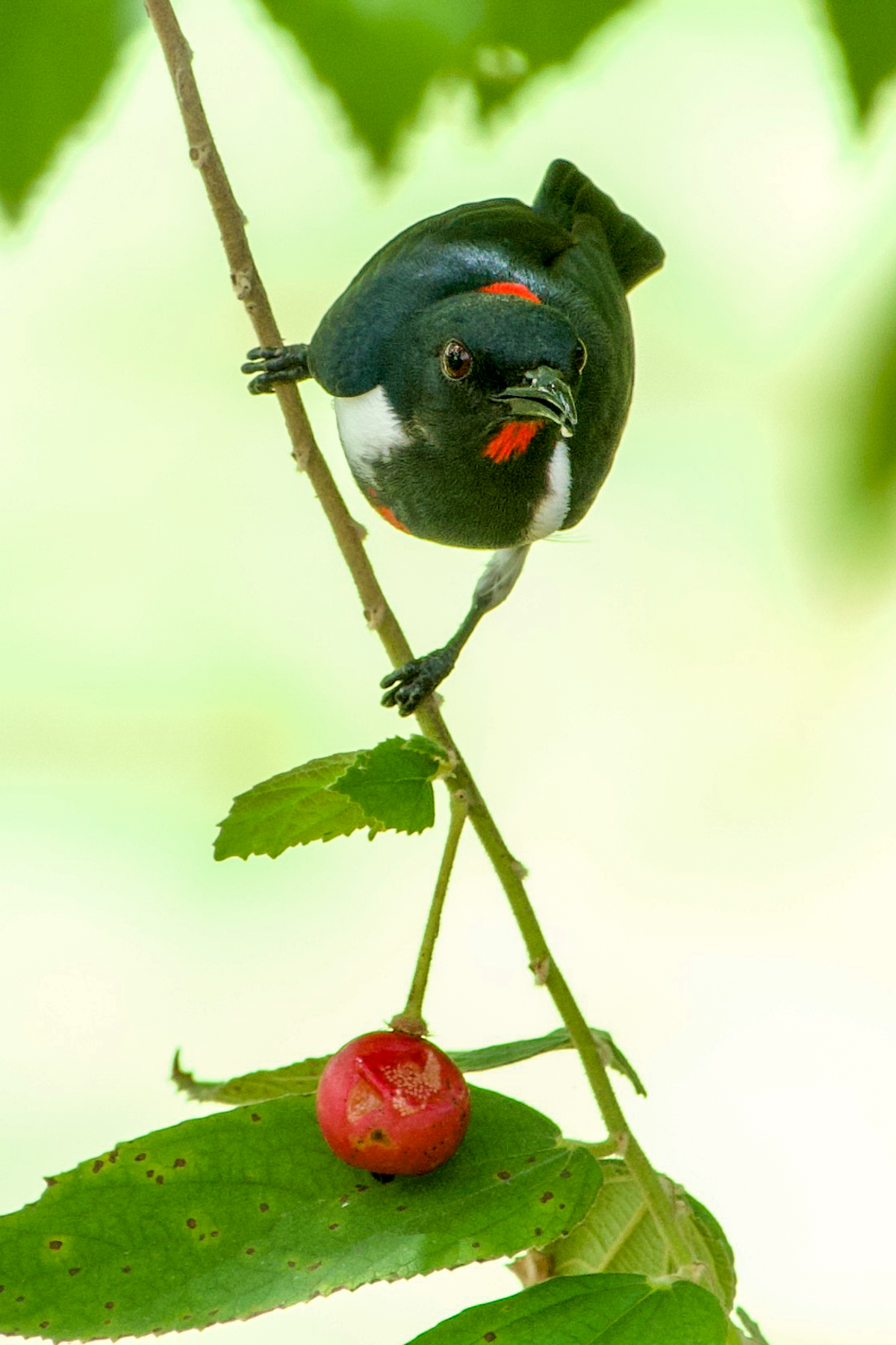 Scarlet-collared Flowerpecker (image by Craig Robson)