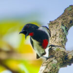 Scarlet-collared Flowerpecker (image by Craig Robson)