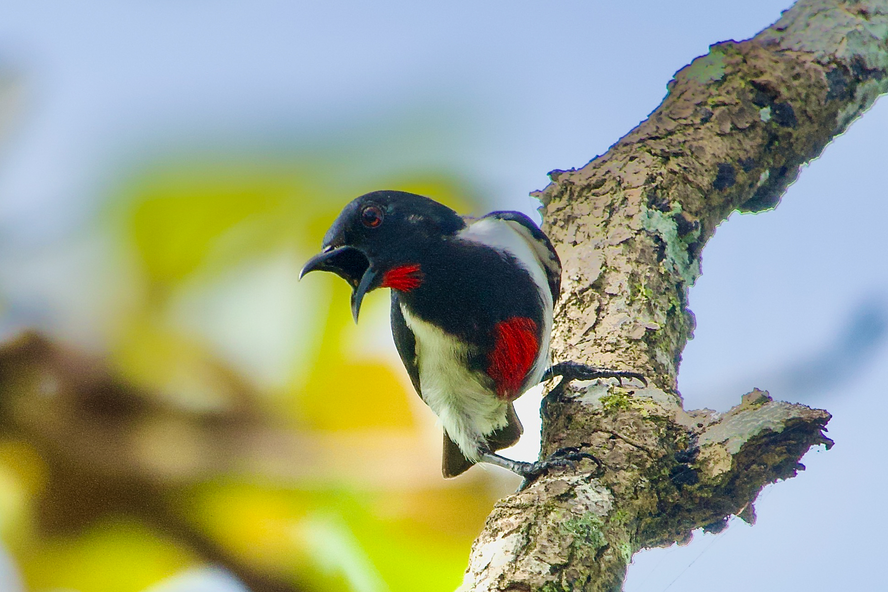 Scarlet-collared Flowerpecker (image by Craig Robson)