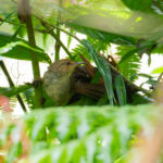 Shade Bush Warbler (image by Diedert Koppenol)
