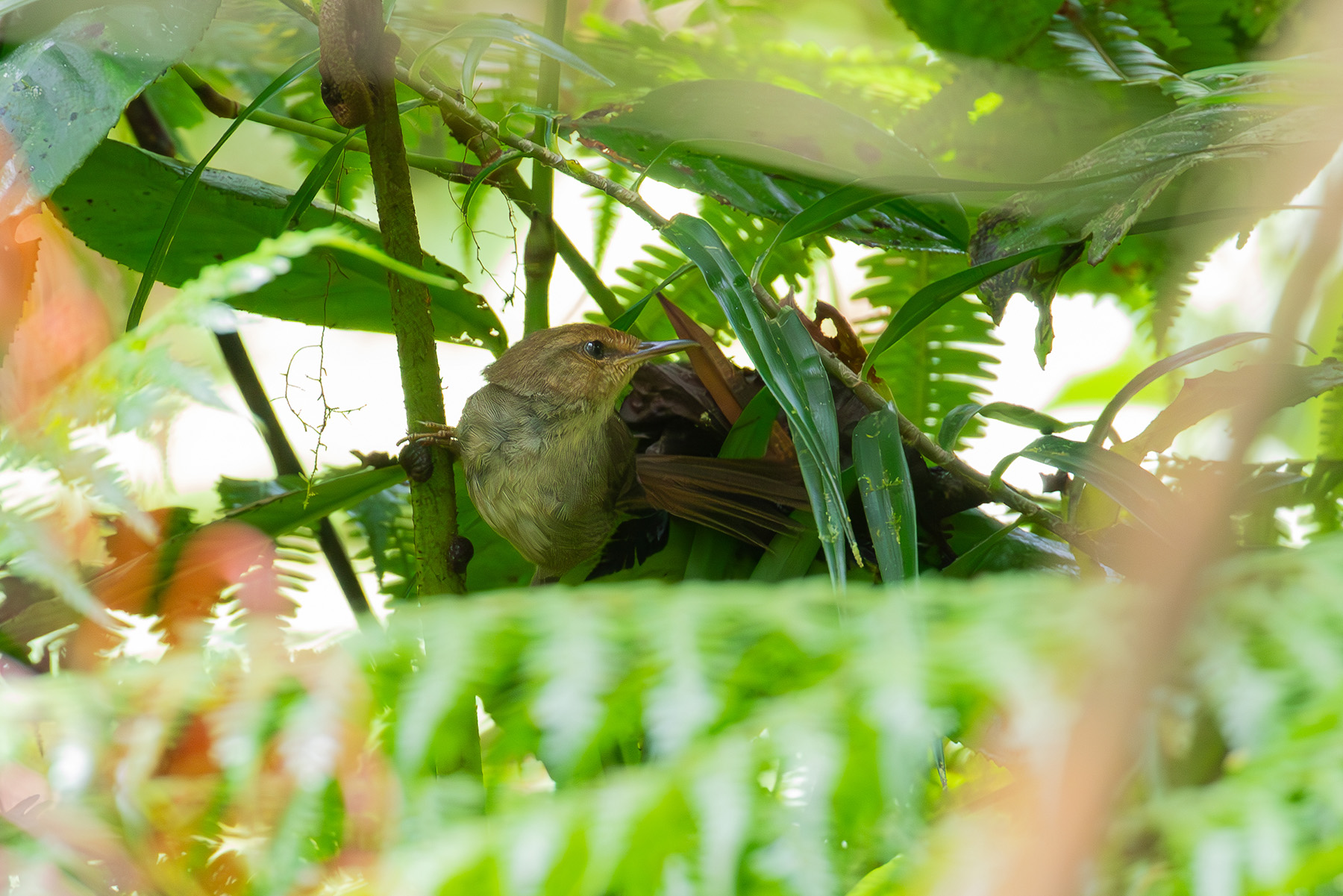 Shade Bush Warbler (image by Diedert Koppenol)