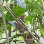 Shade Bush Warbler (image by Diedert Koppenol)