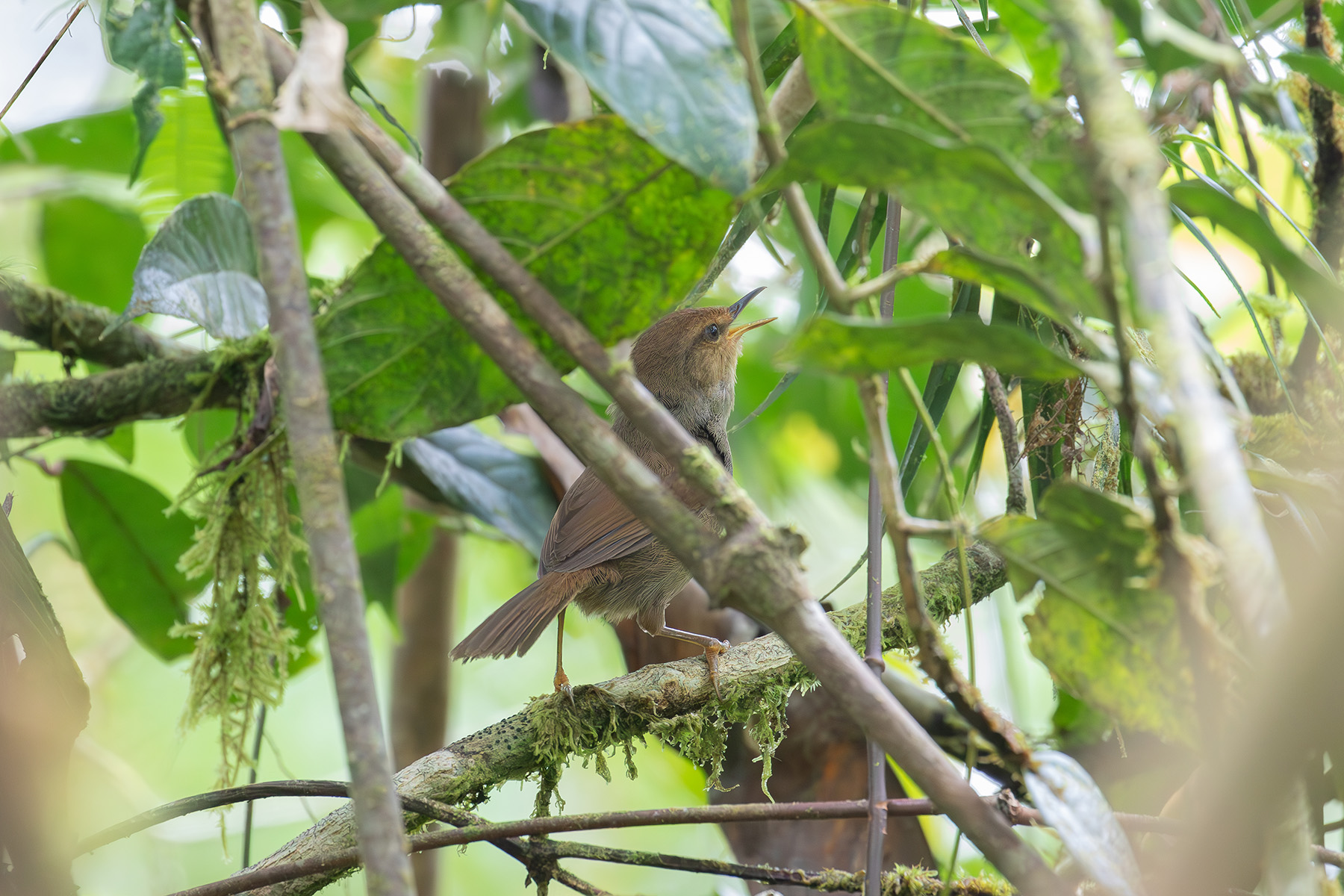 Shade Bush Warbler (image by Diedert Koppenol)