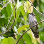 Shining Bronze Cuckoo (image by Diedert Koppenol)