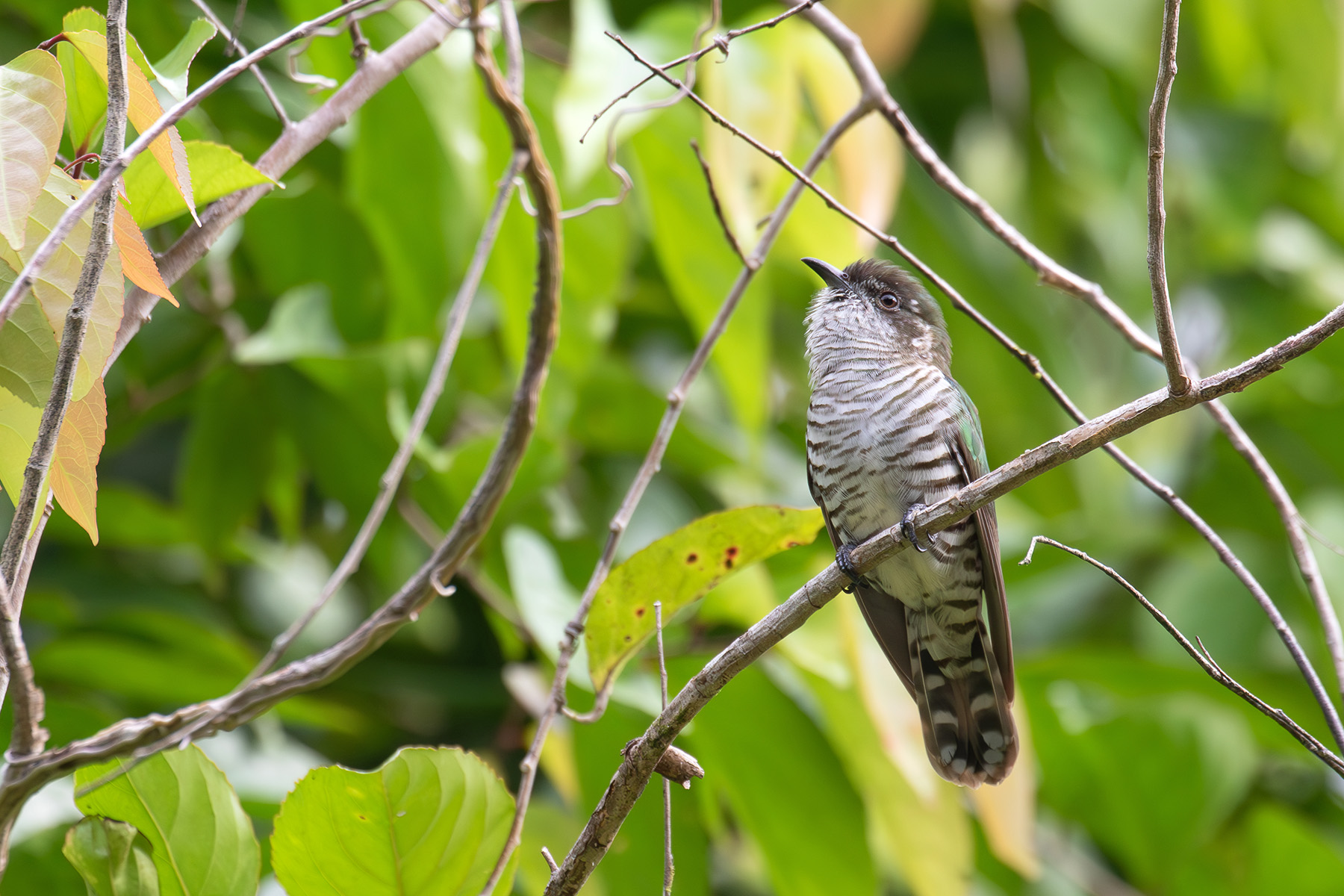Shining Bronze Cuckoo (image by Diedert Koppenol)
