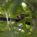 Short-tailed Parrotbill (image by Dáni Balla)