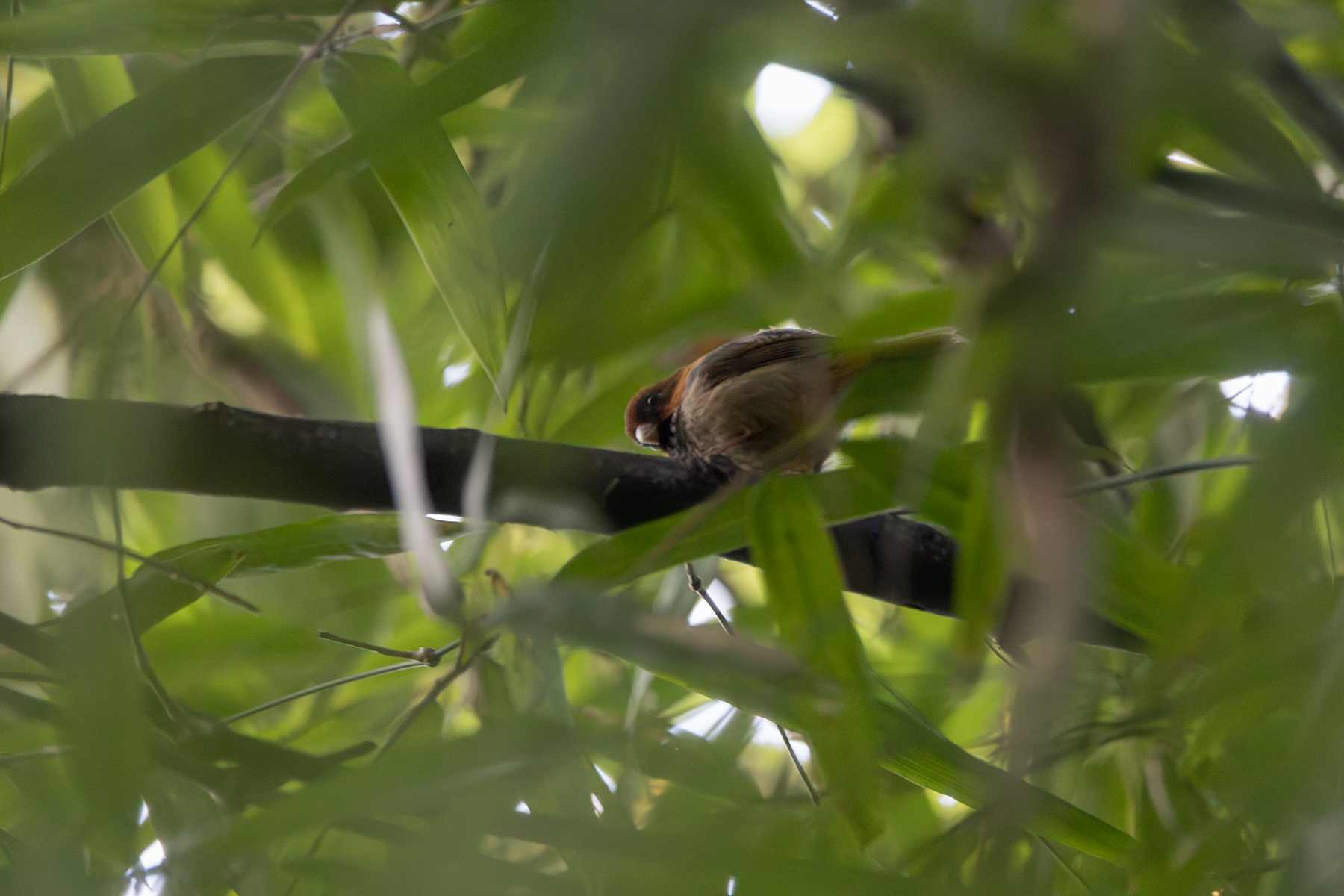 Short-tailed Parrotbill (image by Dáni Balla)