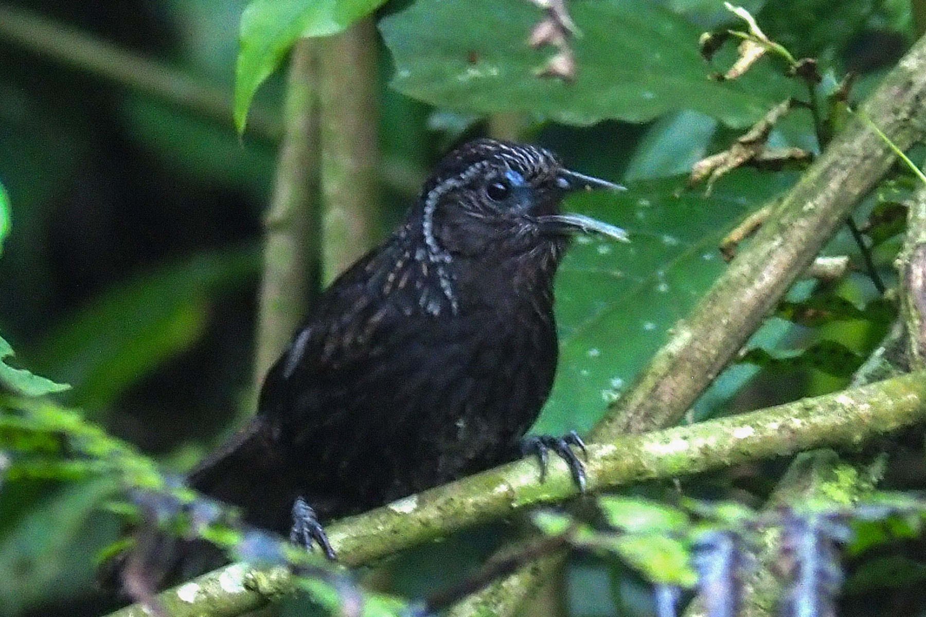 Sikkim Wedge-billed Babbler (image by Dave Farrow)