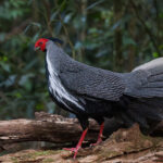 Silver Pheasant ssp. annamensis (image by Dáni Balla)