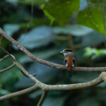 Silver-breasted Broadbill (image by Dáni Balla)