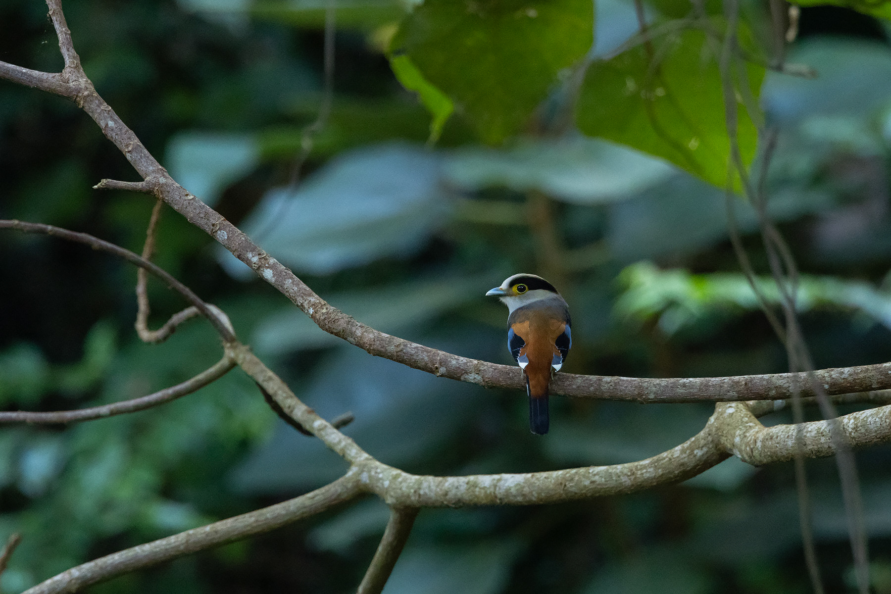 Silver-breasted Broadbill (image by Dáni Balla)