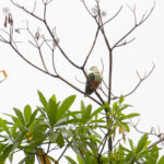 Silver-capped Fruit Dove (image by Diedert Koppenol)