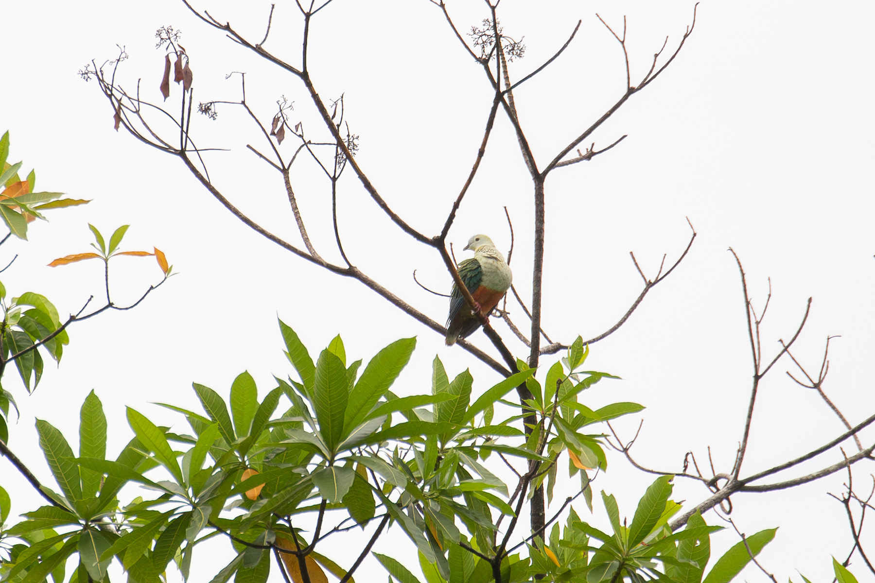 Silver-capped Fruit Dove (image by Diedert Koppenol)