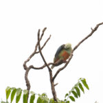 Silver-capped Fruit Dove (image by Diedert Koppenol)