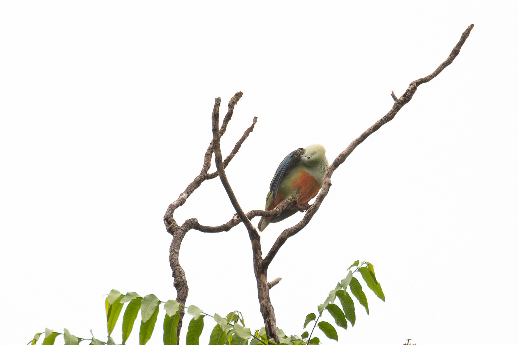 Silver-capped Fruit Dove (image by Diedert Koppenol)