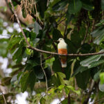 Silver-capped Fruit Dove (image by Diedert Koppenol)