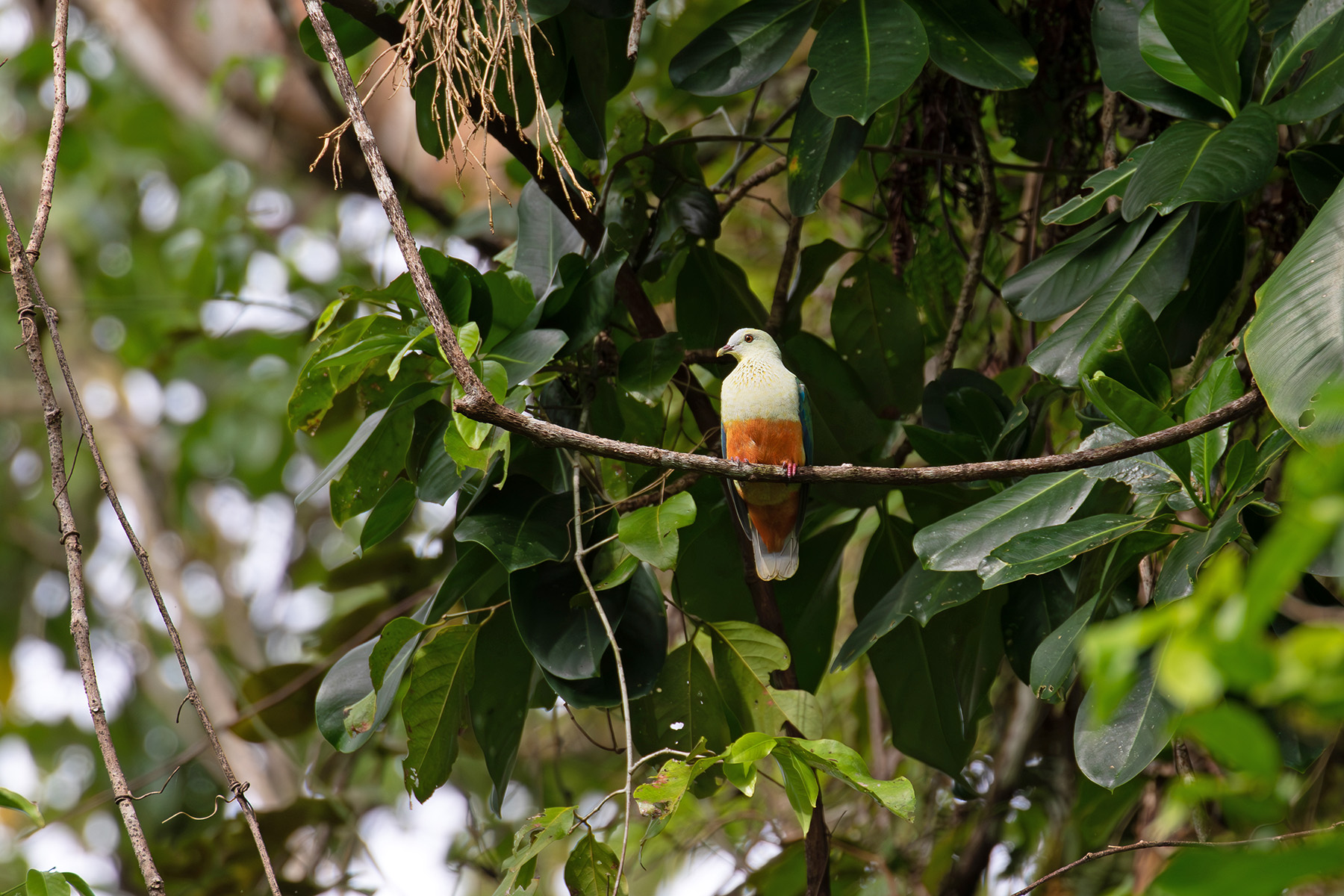 Silver-capped Fruit Dove (image by Diedert Koppenol)