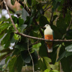 Silver-capped Fruit Dove was definitely one of the favourite fruit doves (image by Diedert Koppenol)