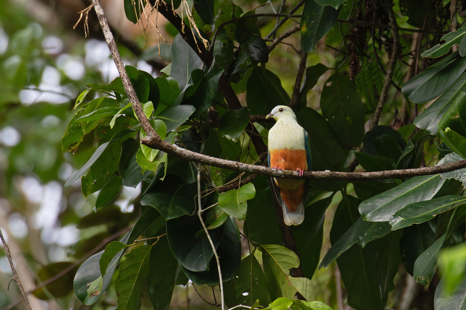 Silver-capped Fruit Dove was definitely one of the favourite fruit doves (image by Diedert Koppenol)